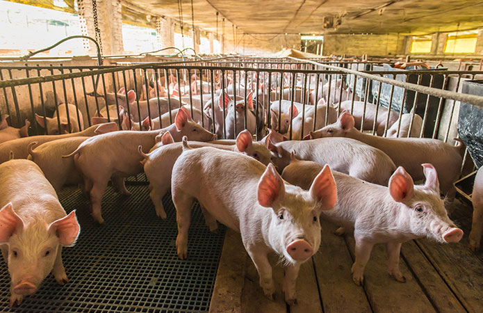 DECRETO 23 ottobre 2024 - Approvazione dei requisiti di certificazione relativi alla specie bovina e alla specie suina da ingrasso allevata all'aperto