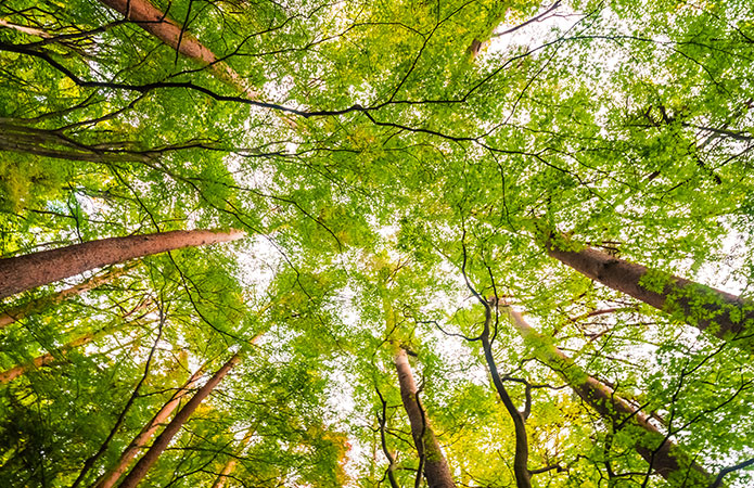 Veduta dal basso di una foresta rigogliosa con alberi alti e fogliame verde illuminato dalla luce del sole, simbolo dell'articolo del blog EHS di Lifeanalytics sui nuovi requisiti per garantirne la conformità normativa in merito all'European Union Deforestation Regulation