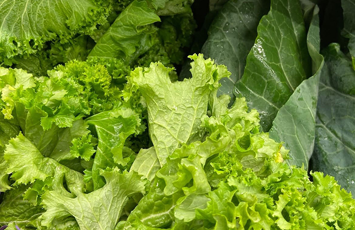 Varietà di ortaggi a foglia verde fresca, tra cui lattuga, riccia e cavolo, con superfici rugose e frastagliate, simbolo dell'articolo del blog food di Lifeanalytics sugli ortaggi a foglia e rischio Salmonella