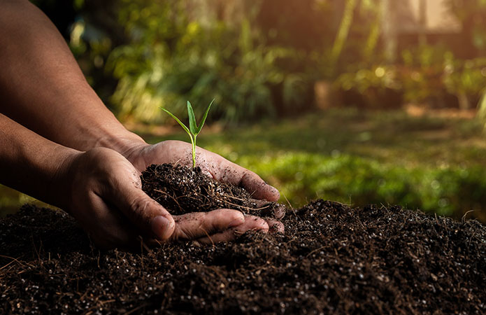 Tolleranza delle colture alla salinità: un fattore chiave per la gestione agricola sostenibile