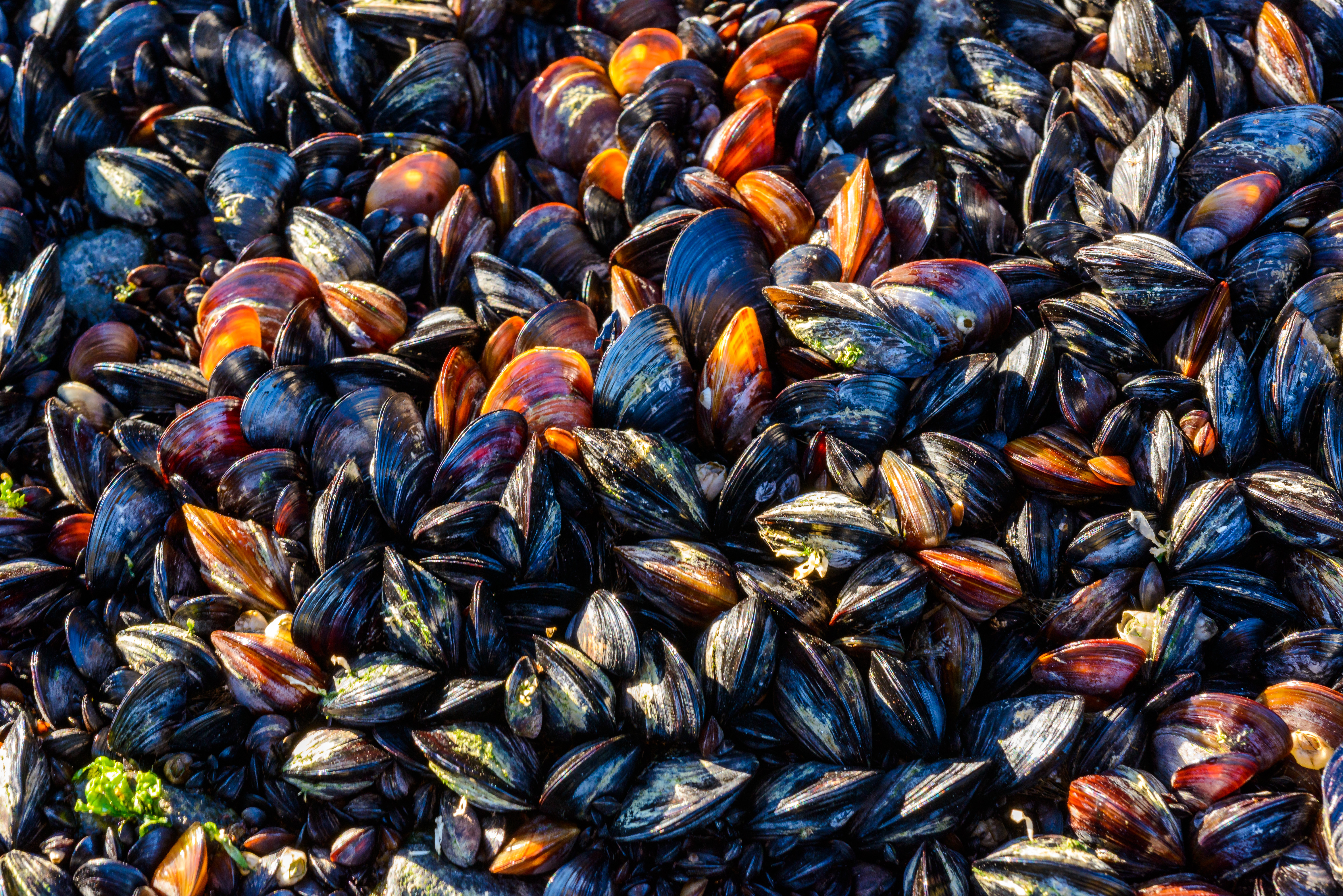 Mucchio di cozze fresche con gusci scuri e riflessi arancioni, immagine simbolo di prodotti ittici soggetti a possibili allerte alimentari