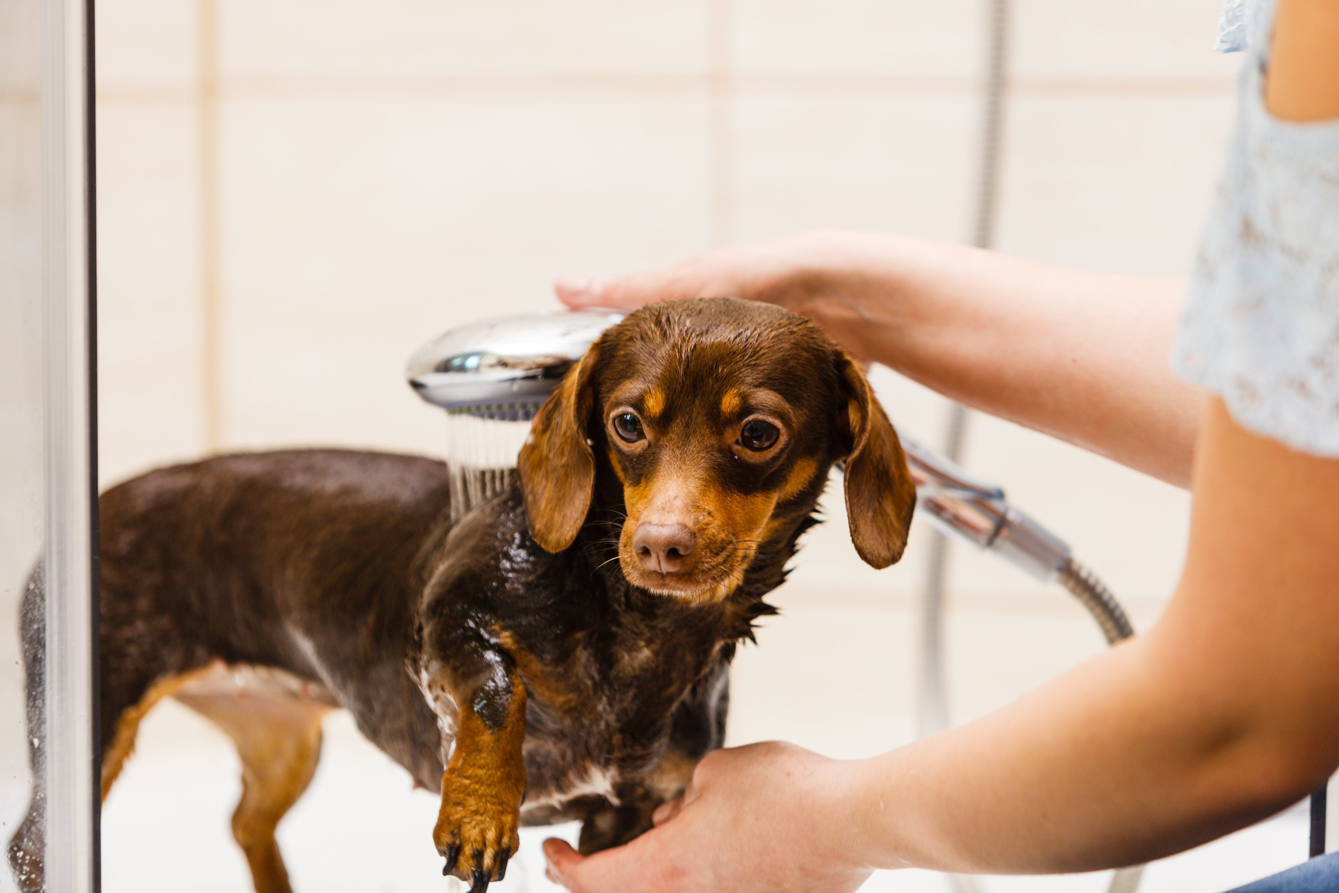 Persona lava un cane con il soffione della doccia durante il bagno, simbolo dell’articolo del blog dedicato al Pet Care Products e le sfide regolatorie e gestione del testing per il mercato, della business unit cosmetic & medical device di Lifeanalytics