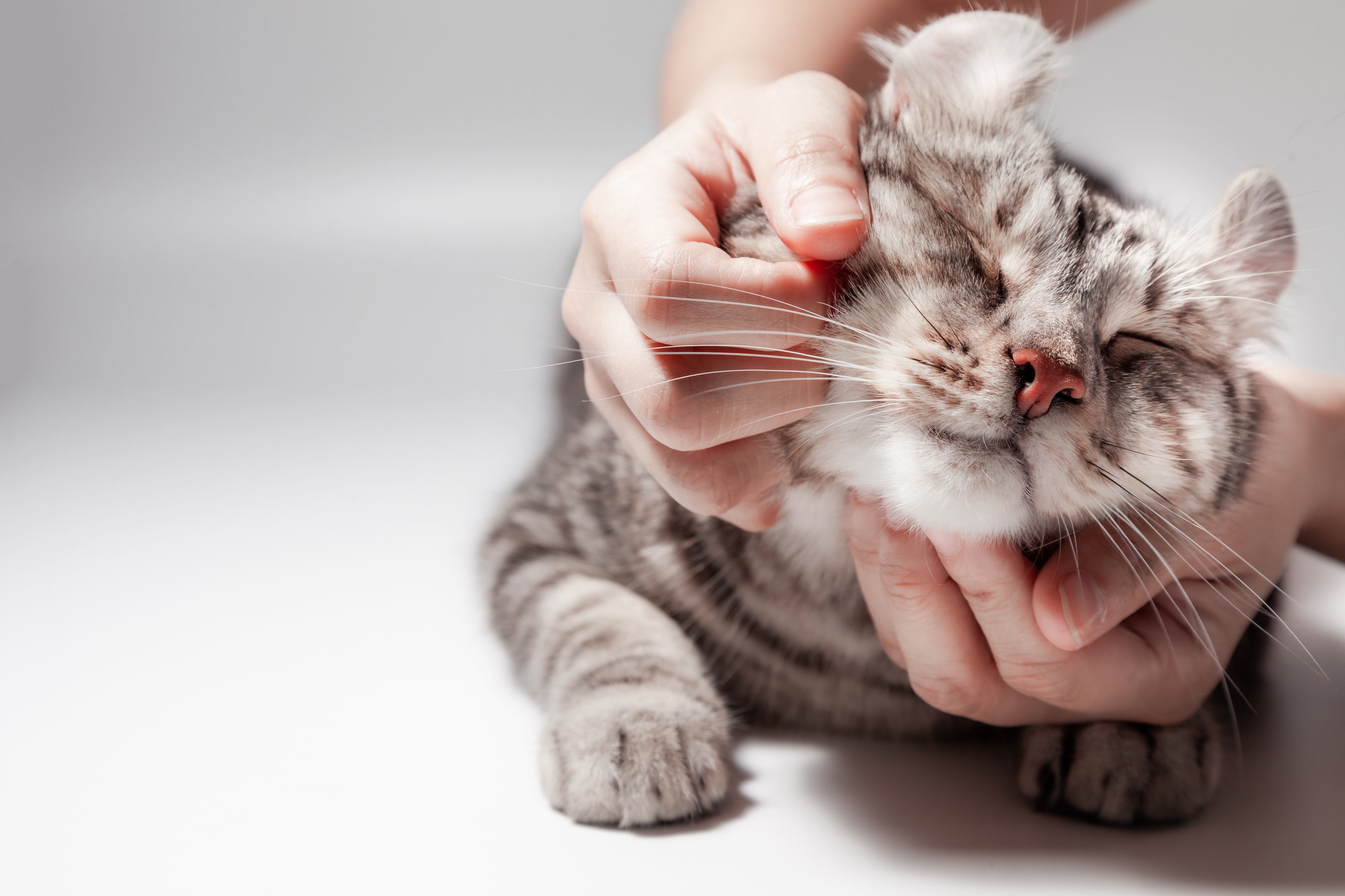 Gatto che viene coccolato da due mani di una persona, simbolo dell’articolo del blog dedicato al petcare, cura e sicurezza nell’ambito della business unit cosmetic & medical device di Lifeanalytics.