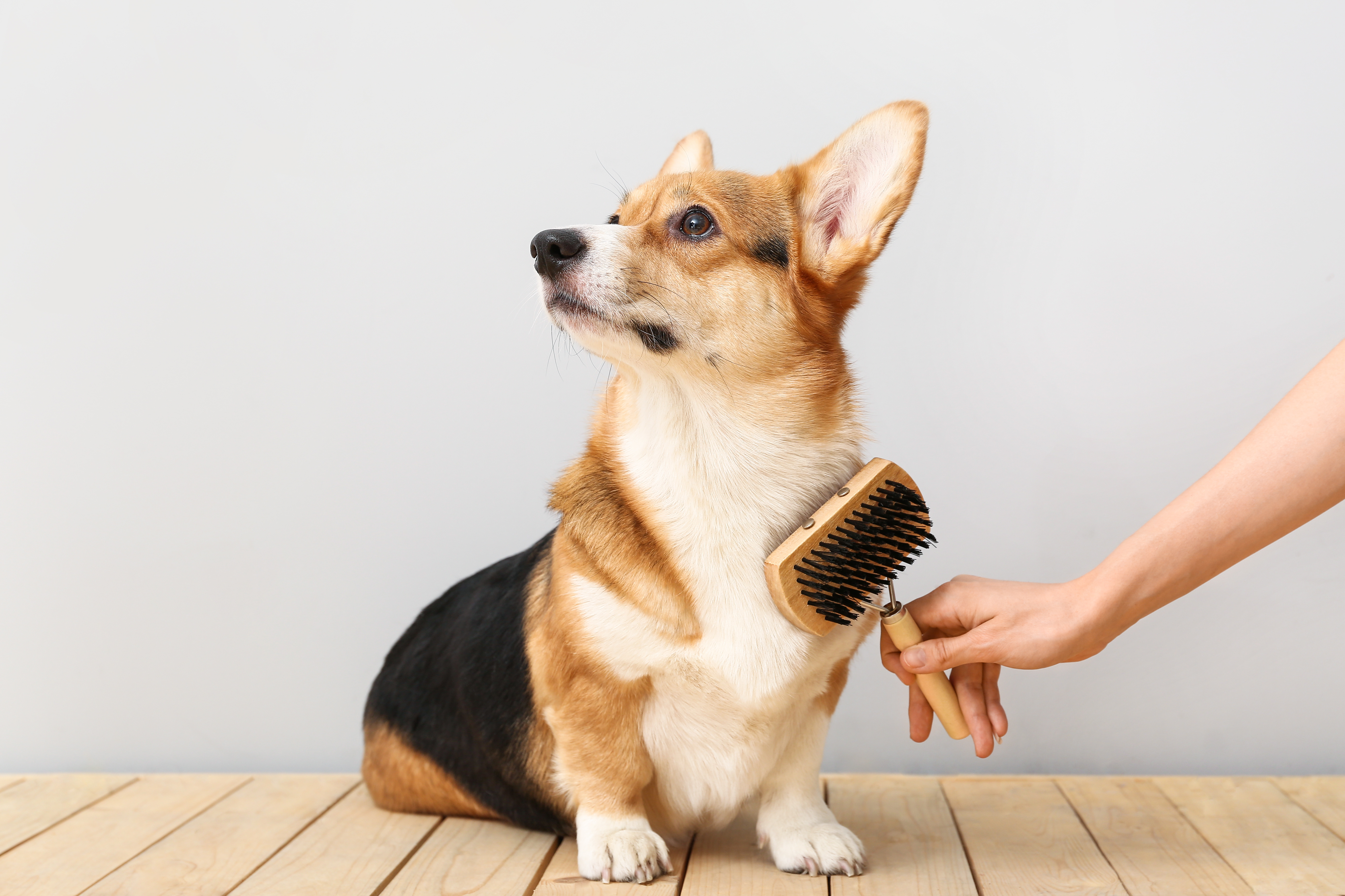 Cane seduto mentre viene spazzolato con una spazzola per animali adatta alla toelettatura, simbolo dell’articolo del blog dedicato al Pet Care Products e le sfide regolatorie e gestione del testing per il mercato, della business unit cosmetic & medical device di Lifeanalytics