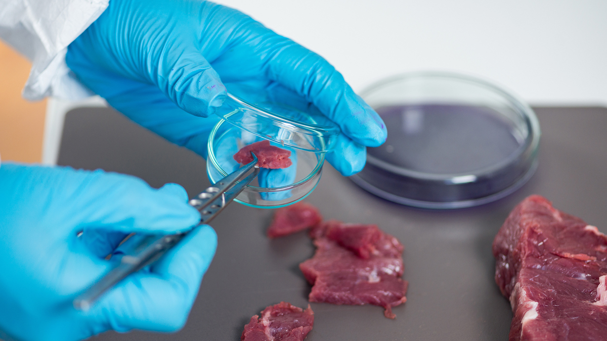 Analisi di laboratorio su campione di carne rossa in capsula di Petri, operatore con guanti blu e pinzette, simbolo del servizio carne e derivati della business unit food di Lifeanalytics