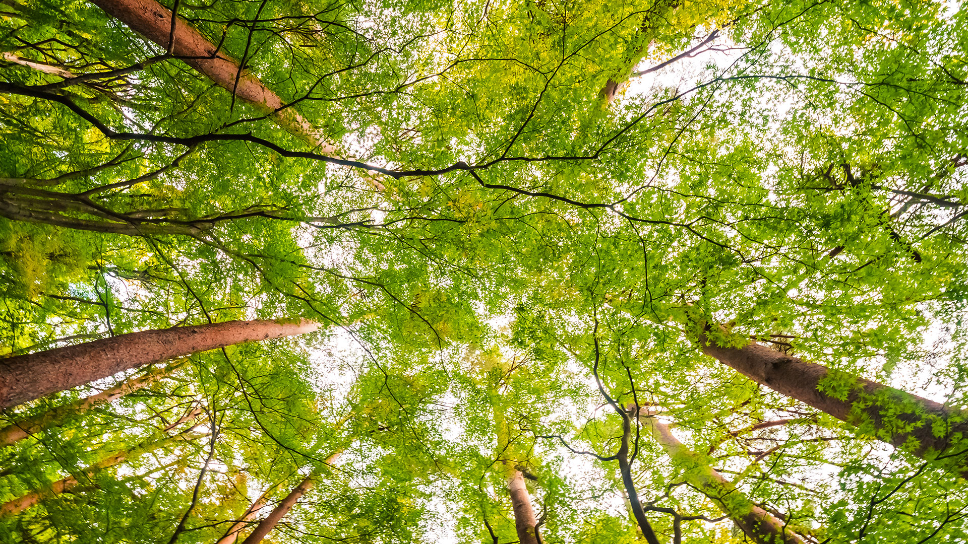 Vista dal basso verso l'alto di alberi con tronchi marroni e chiome verdi rigogliose, illustrando la densità di una foresta