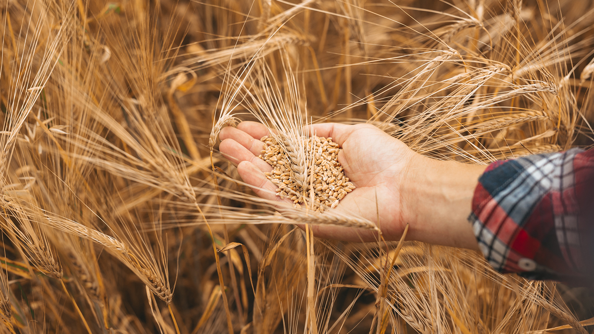 Mano che raccoglie chicchi di grano maturo in un campo di cereali, simbolo del controllo qualità nella filiera agroalimentare, simbolo del servizio food Cereali e derivati di Lifeanalytics