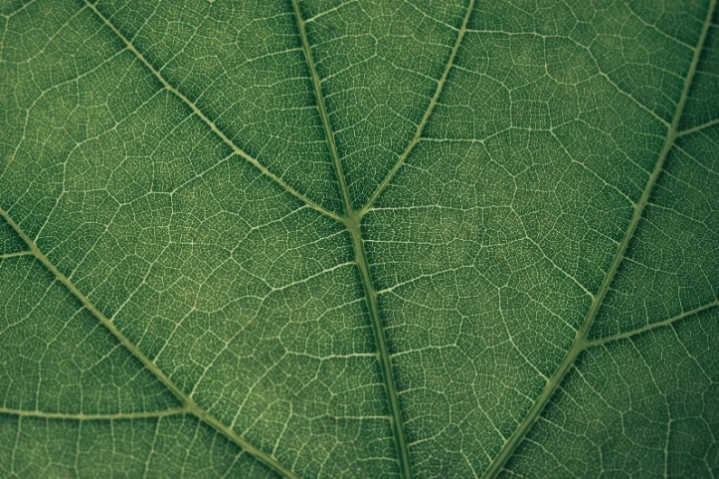 Immagine in primo piano di una foglia verde con dettagli delle venature