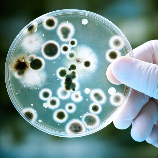 L’immagine di una piastra di Petri tenuta tra le dita di una mano con guanto da laboratorio contenente un terreno di coltura trasparente su cui sono cresciute numerose colonie di microrganismi, simbolo dell’articolo dedicato al rischio biologico, aggiornamenti e criticità della business unit EHS