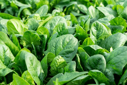 Immagine di un primo piano di una coltivazione di ortaggi a foglia verde rigogliosi e sani, ripresi all'aperto, simbolo dell'articolo del blog della business unit Food di Lifeanalytics dedicato ai nitriti e nitrati, composti dell'azoto presenti naturalmente nel suolo e assorbiti dalle piante durante la crescita