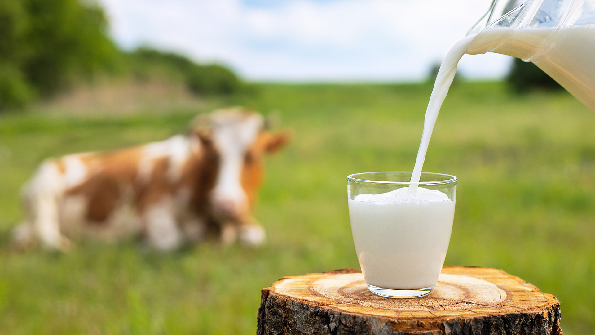 Un bicchiere di latte viene versato da una brocca su un ceppo di legno in un prato, con una mucca sdraiata sullo sfondo, simbolo del servizio food latte e derivati di Lifeanalytics