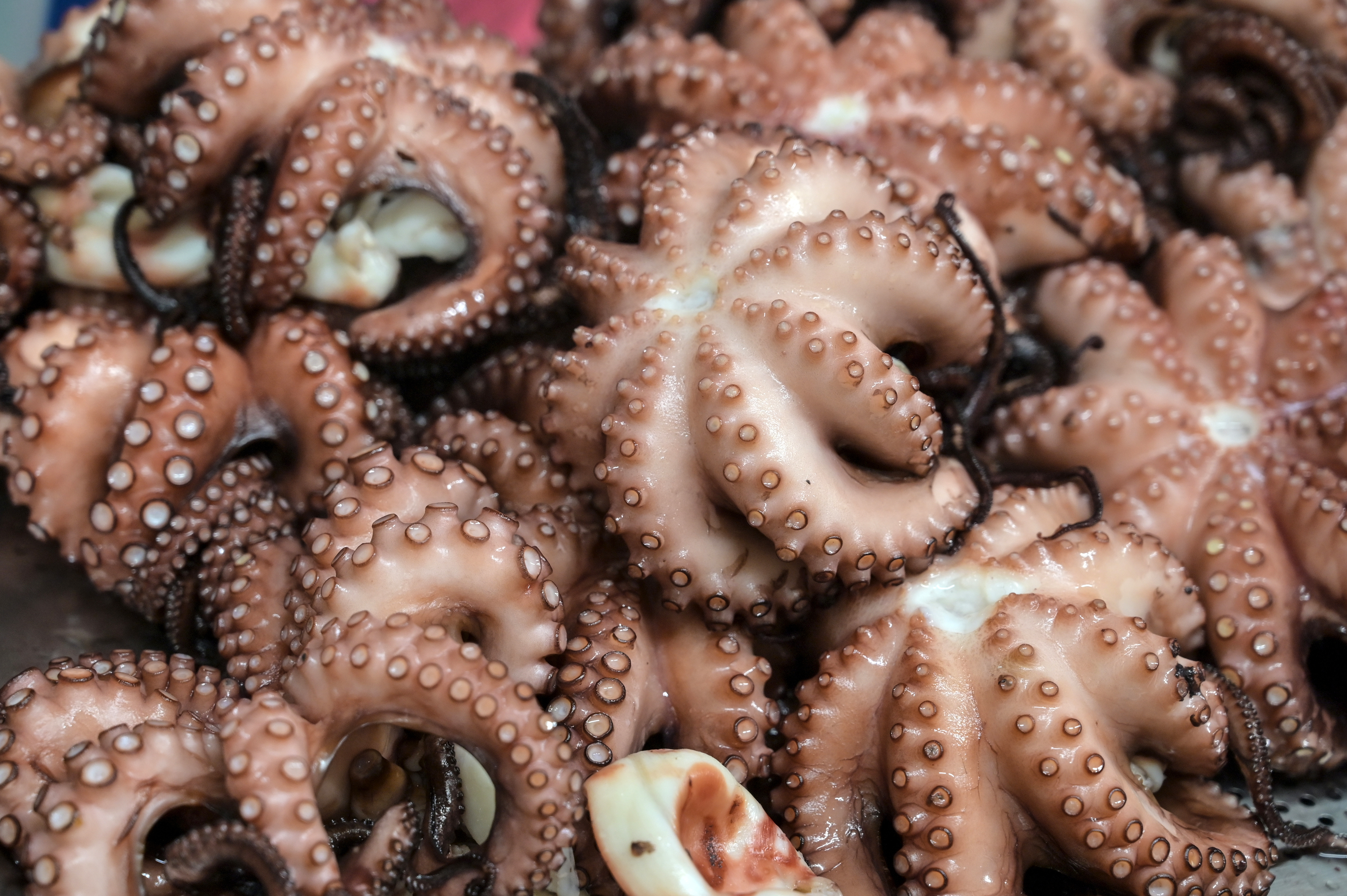 Primo piano di numerosi polpi oceanici surgelati, con tentacoli arricciati e ventose in evidenza, simbolo del richiamo per la possibile presenza di corpi estranei metallici