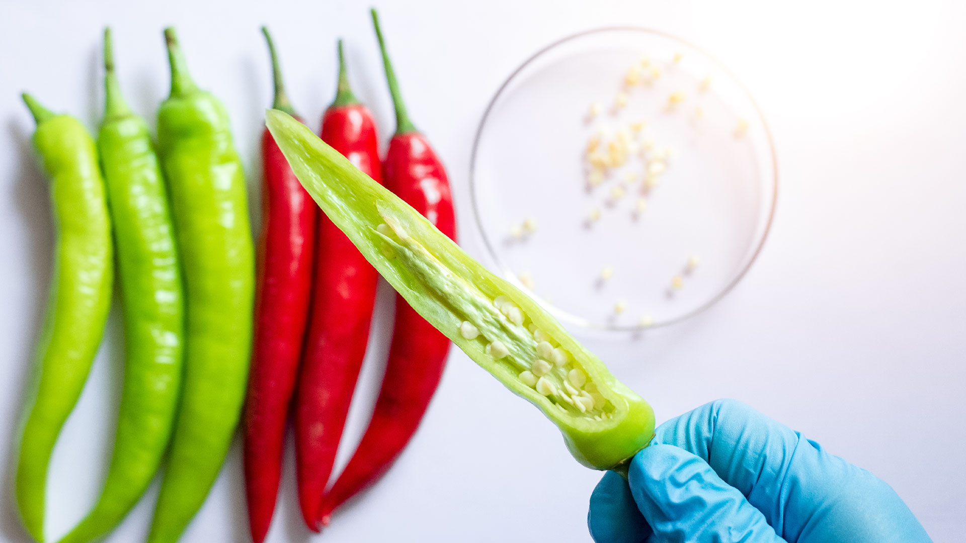 Guanto blu che tiene un peperoncino verde aperto con semi, con peperoncini rossi e verdi sullo sfondo e semi in una capsula di Petri, simbolo del servizio spezie della business unit food di Lifeanalytics