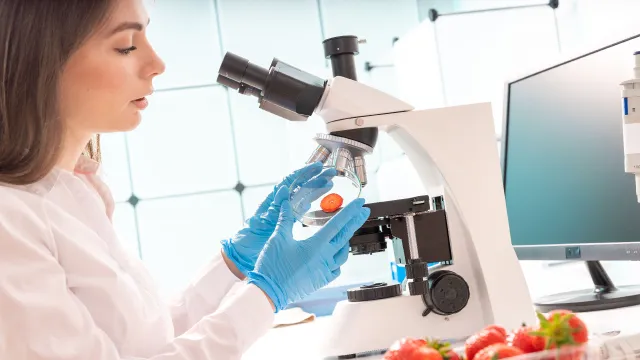 tecnico di laboratorio donna al microscopio che visiona una sezione di una fragola per poter effettuare tutte le analisi di laboratorio dedicate all’ortofrutta